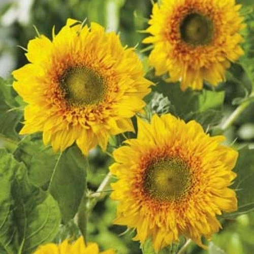 Sunflower Double Delight - Seed 3 Sunflower Double Delight - Seed