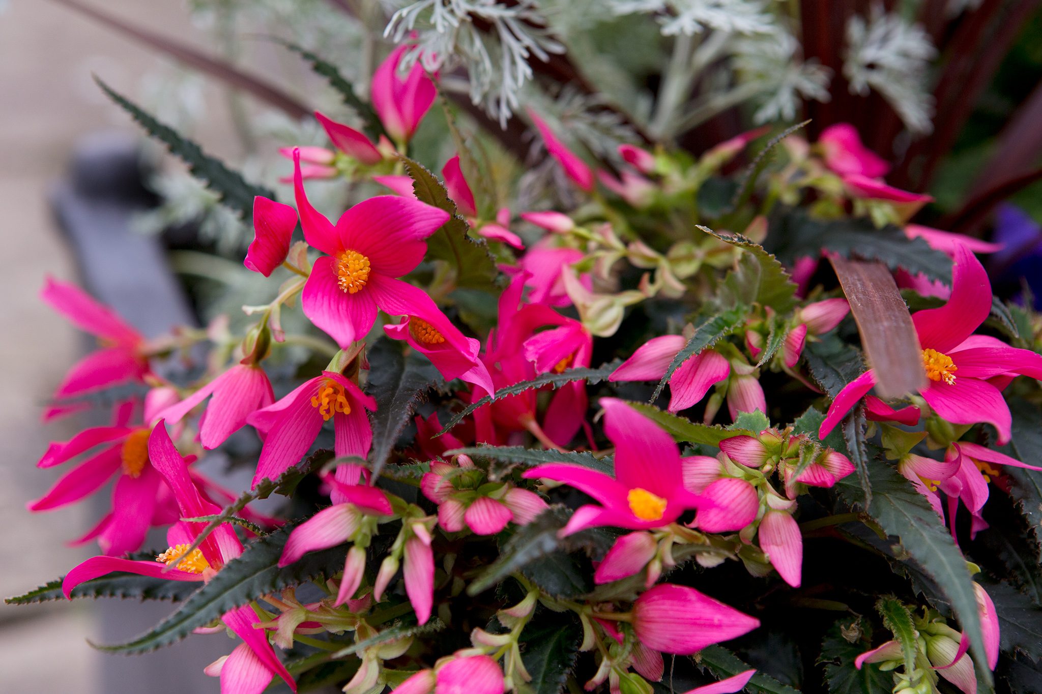 Bloom Field Shop -Bloom Field Shop 2048x1365 Plants for pots SEO LI3146844 cde68b7