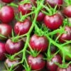 Tomato Black Cherry Organic - Seed