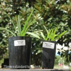 Agapanthus Snowball - 75mm BIGGER Size -Bloom Field Shop 75mm v 42mm pots