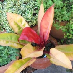 Philodendron Prince Of Orange 15 Philodendron Prince Of Orange -Bloom Field Shop acalypha godseffiana coprosma marble queen philo prince of orange fuchsia magellanica aurea flickr cultiva413