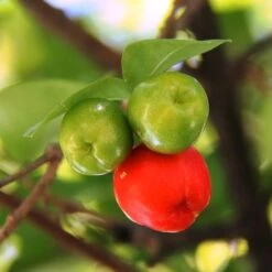 Malpighia Pixie - Acerola 24 Malpighia Pixie - Acerola -Bloom Field Shop acerola fruits 1