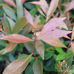 Acmena Hemilampra - Blush Satinash -Bloom Field Shop acmena hemilampra new leaf colour