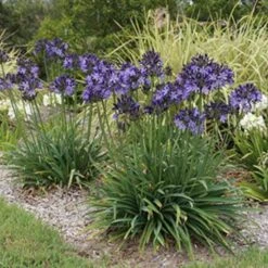 Agapanthus Buccaneer -Bloom Field Shop agapanthus buccaneer 1