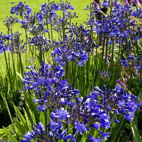 Agapanthus Purple Cloud 5 Agapanthus Purple Cloud - Image 3