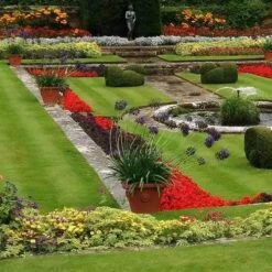 Agapanthus Black Magic 8 Agapanthus Black Magic -Bloom Field Shop agapanthus pots stately home