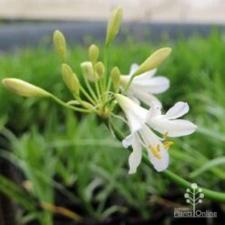Agapanthus Silver Baby -Bloom Field Shop agapanthus silver baby flowering