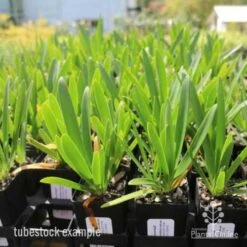 Agapanthus Snowball -Bloom Field Shop agapanthus snowball tube 1