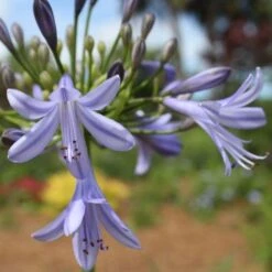 Agapanthus Streamline -Bloom Field Shop agapanthus streamline type