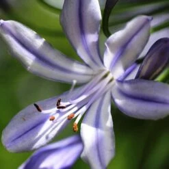 Agapanthus Streamline -Bloom Field Shop agapanthus streamline type close
