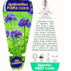 Agapanthus Purple Cloud 10 Agapanthus Purple Cloud -Bloom Field Shop agapanthus purple cloud tag 90106.1456451878.386 1