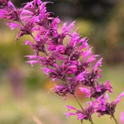 Agastache Heather Queen - Seed -Bloom Field Shop agastache cana unadjusted