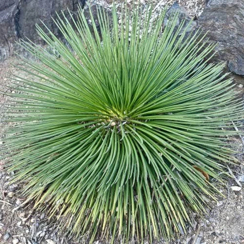 Agave Geminiflora - Succulent 3 Agave Geminiflora - Succulent