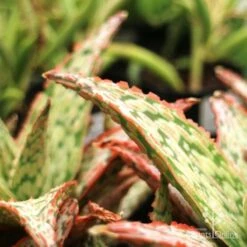 Aloe Pink Blush - Succulent -Bloom Field Shop aloe pink blush leaf closeup