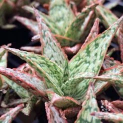 Aloe Pink Blush - Succulent -Bloom Field Shop aloe pink blush tubes