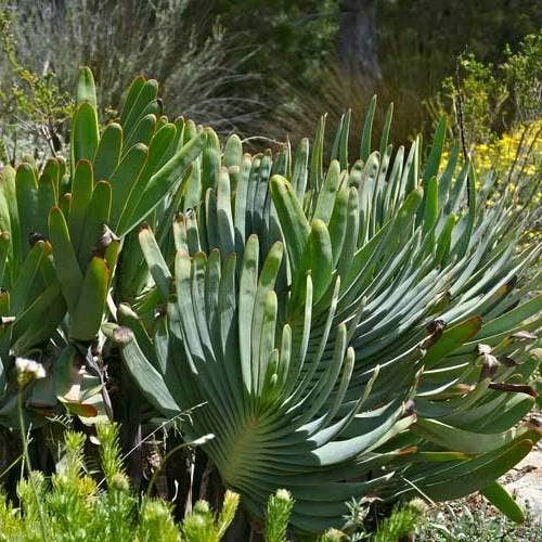 Aloe Plicatilis - Fan Aloe - Succulent 3 Aloe Plicatilis - Fan Aloe - Succulent