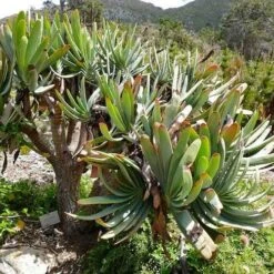 Aloe Plicatilis - Fan Aloe - Succulent 19 Aloe Plicatilis - Fan Aloe - Succulent -Bloom Field Shop aloe plicatilis flickr bernard dupont