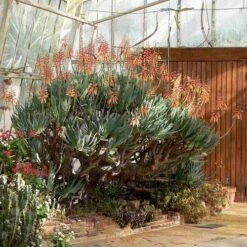 Aloe Plicatilis - Fan Aloe - Succulent 17 Aloe Plicatilis - Fan Aloe - Succulent -Bloom Field Shop aloe plicatilis flickr laurent houmeau