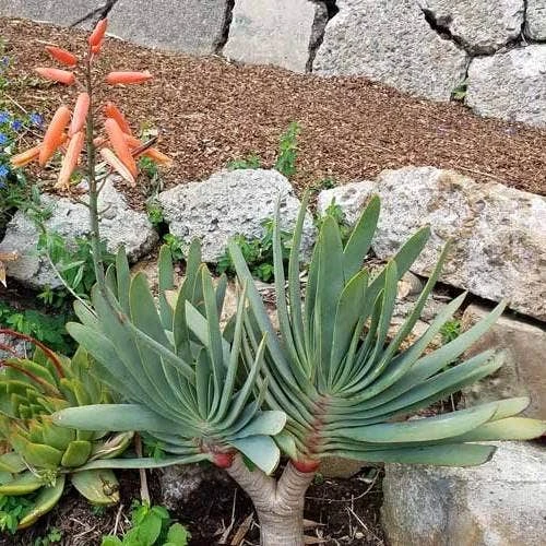Aloe Plicatilis - Fan Aloe - Succulent 9 Aloe Plicatilis - Fan Aloe - Succulent - Image 7