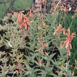 Aloe Quicksilver - Succulent 27 Aloe Quicksilver - Succulent -Bloom Field Shop aloe quicksilver tubestock flowering