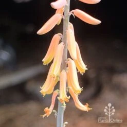 Aloe Vera - Succulent -Bloom Field Shop aloe vera flowers nursery