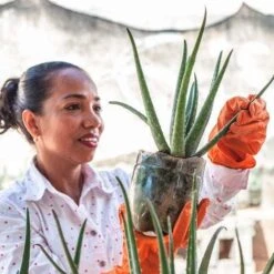 Aloe Vera - Succulent -Bloom Field Shop aloe growing