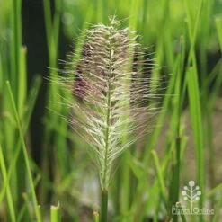 Pennisetum Alopecuroides - Swamp Fountain Grass 16 Pennisetum Alopecuroides - Swamp Fountain Grass -Bloom Field Shop alopec new seedhead