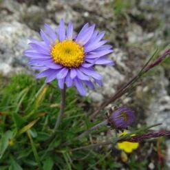 Aster Alpine Mix - Seed -Bloom Field Shop alpine aster llac