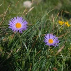 Aster Alpine Mix - Seed -Bloom Field Shop alpine aster mauve