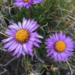 Aster Alpine Mix - Seed -Bloom Field Shop alpine aster mauve2