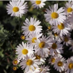 Aster Alpine Mix - Seed -Bloom Field Shop alpine aster white
