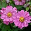 Anemone Fall In Love Sweetly- Japanese Anemone 2 Anemone Fall In Love Sweetly- Japanese Anemone -Bloom Field Shop anemone fall in love sweetly flowers