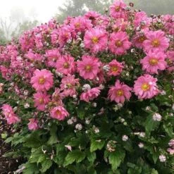 Anemone Fall In Love Sweetly- Japanese Anemone -Bloom Field Shop anemone fall in sweetly plant