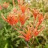 Anigozanthos Orange Cross - Kangaroo Paw -Bloom Field Shop anigozanthos orange cross
