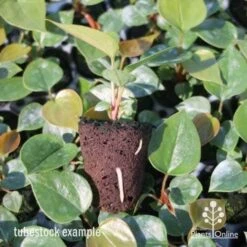 Anthurium White Winner 19 Anthurium White Winner -Bloom Field Shop anthurium plug 7