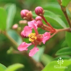 Malpighia Pixie - Acerola 32 Malpighia Pixie - Acerola -Bloom Field Shop apo acerola flower