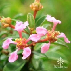 Malpighia Pixie - Acerola 27 Malpighia Pixie - Acerola -Bloom Field Shop apo acerola flowers