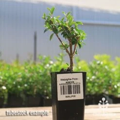 Malpighia Pixie - Acerola 33 Malpighia Pixie - Acerola -Bloom Field Shop apo acerola malpighia tubestock