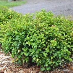 Acmena Allyn Magic -Bloom Field Shop apo acmena allyn magic green phase