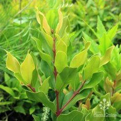 Acmena Hemilampra - Blush Satinash -Bloom Field Shop apo acmena hemilampra growing