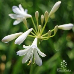 Agapanthus Silver Baby -Bloom Field Shop apo agapanthus silver baby flower