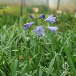 Agapanthus Streamline -Bloom Field Shop apo agapanthus streamline plant