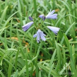 Agapanthus Streamline -Bloom Field Shop apo agapanthus streamline plants