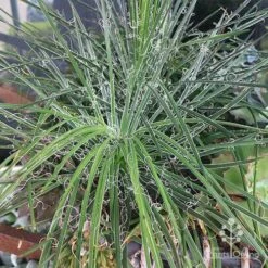 Agave Geminiflora - Succulent 12 Agave Geminiflora - Succulent -Bloom Field Shop apo agave in barrow 1