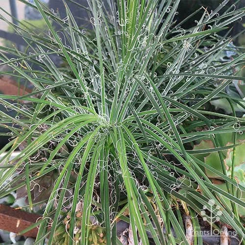 Agave Geminiflora - Succulent 7 Agave Geminiflora - Succulent - Image 5