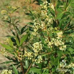 Ceratopetalum Alberys Red - Christmas Bush -Bloom Field Shop apo alberys red ceratopetalum flowering sept