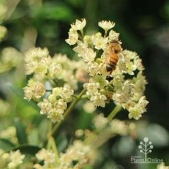 Ceratopetalum Alberys Red - Christmas Bush -Bloom Field Shop apo alberys red christmas bush bee