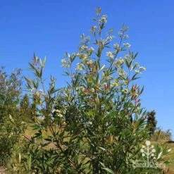 Ceratopetalum Alberys Red - Christmas Bush -Bloom Field Shop apo alberys red flowering sept