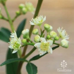 Ceratopetalum Alberys Red - Christmas Bush -Bloom Field Shop apo alberys red flowers closeup