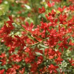 Ceratopetalum Alberys Red - Christmas Bush -Bloom Field Shop apo alberys red flowers november